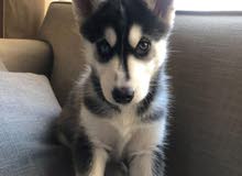 HASKY PUPPY one month and a half HASKY PUPPY one month and a half