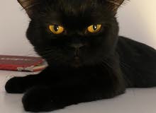 half siamese half persian cat half siamese half persian cat