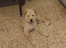golden retriever golden retriever