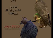 صقور للبيع من مختلف الانواع بأسعار طيبه صقور للبيع من مختلف الانواع بأسعار طيبه