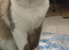 ذكر لتزاوج ذكر لتزاوج