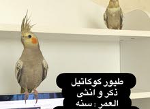 cockatiel bird - طيور الكوكاتيل