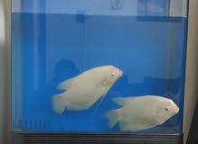 80Cm width X 1 meter hight Tank for sale 80Cm width X 1 meter hight Tank for sale