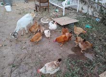 Pak aseel rooster and hens kochin hens and local hens available