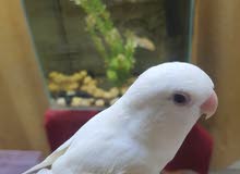 love bird albino