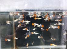 home breeding fishes avaialble home breeding fishes avaialble