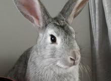 rabbit for sale age 7 months old Female. Breed is Local rabbit for sale age 7 months old Female. Breed is Local