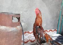 ديج هندي ديج هندي