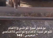 خرفان للبيع خرفان للبيع