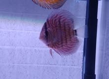 2 discus fish for sale 5inch size