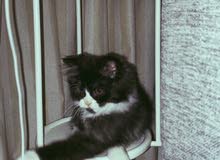 كيتن شيرازي للبيع كيتن شيرازي للبيع