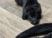 german shepherd puppies german shepherd puppies