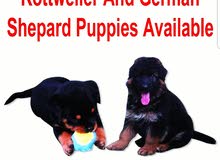 روت ويلر وجرمن شبرRottweiler & German Shepard puppies for sale روت ويلر وجرمن شبرRottweiler & German Shepard puppies for sale
