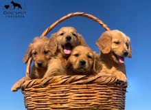 golden retriever puppy golden retriever puppy