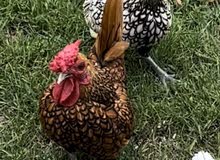 16 Sebright chickens AED 150 each or AED 1600 if you take all 16