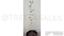 شتلة مشمش للبيع Apricot Tree For Sale شتلة مشمش للبيع Apricot Tree For Sale