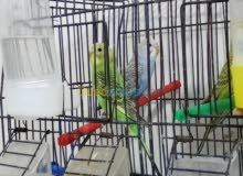6 من طيور الحب
