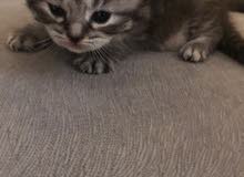 سكوتش فولد سكوتش فولد