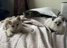 cats for sale cats for sale