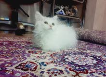 قطه شيرازي قطه شيرازي