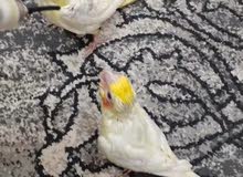 كوكتيل لاتينو فروخ cockatiel chicks