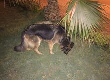 German Shepherd Dog female German Shepherd Dog female