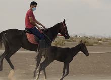 فرس مع فلو فرس مع فلو