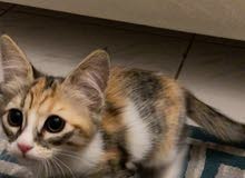 2 Kitten female 2 Kitten female
