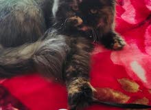 Pure Persian Female Pure Persian Female