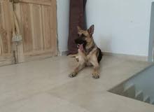 Berger belge Berger belge