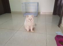 قطه شيرازي للبيع قطه شيرازي للبيع