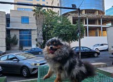 بوميرينيان بيور للبيع
