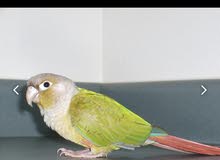 I want conuer pair مطلوب كونيور زوج I want conuer pair مطلوب كونيور زوج