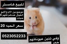 هامستر للبيع 7 ب50 هامستر للبيع 7 ب50