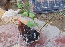ديج كوشن كوجن بلاك موتلد ديج كوشن كوجن بلاك موتلد