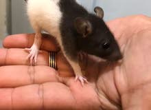 fancy rat fancy rat