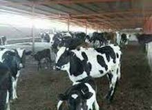مطلوب مزارع لمزرعة بقر راتب مليون ونصف وسكن مؤمن مطلوب مزارع لمزرعة بقر راتب مليون ونصف وسكن مؤمن
