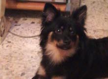 Loulou papillon Loulou papillon