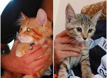 two kittens for sale قطط للبيع two kittens for sale قطط للبيع