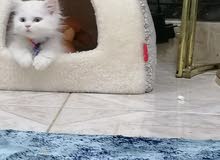 شيرازي شيرازي