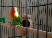 طائر love bird african للبيع طائر love bird african للبيع