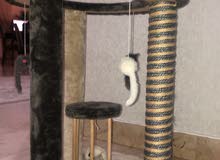 kittens play area kittens play area