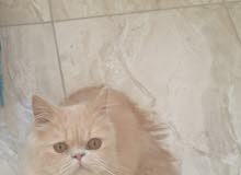 قطط للبيع قطط للبيع