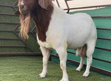 بورقوت بورقوت