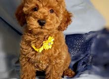 Toy Poodle puppies