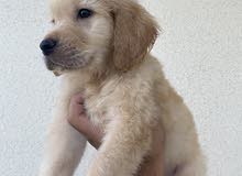 Golden Retriever - Male Golden Retriever - Male