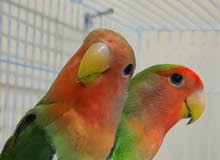 LOVEBIRDS PAIR زوج طيور الحب هو لندى LOVEBIRDS PAIR زوج طيور الحب هو لندى