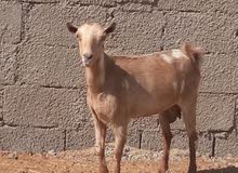 عنزه تهجين صلالي عنزه تهجين صلالي