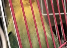 روز للبيع روز للبيع