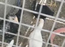 دجاج طازج للبيع دجاج طازج للبيع